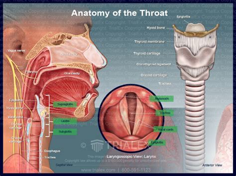 Deep Throat Escort Visnjevac
